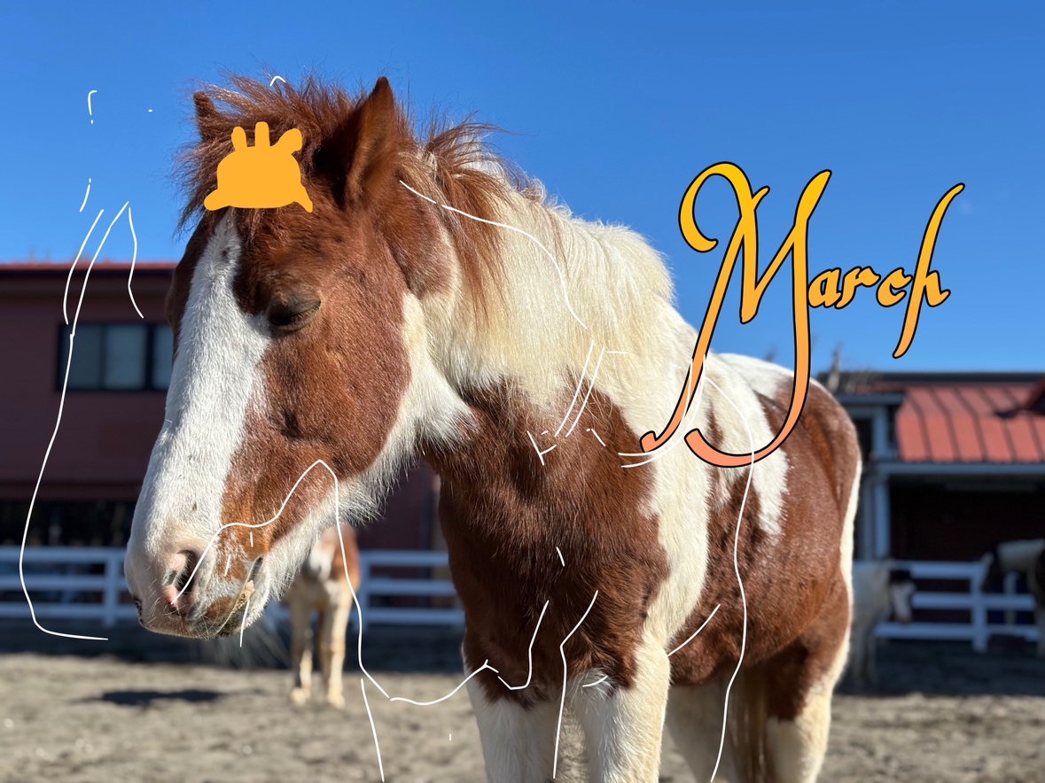 馬のポニー ポニー - Wikipedia